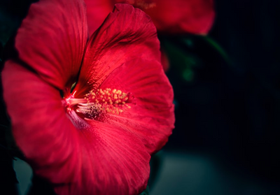 Infusion d'hibiscus : secrets et vertus