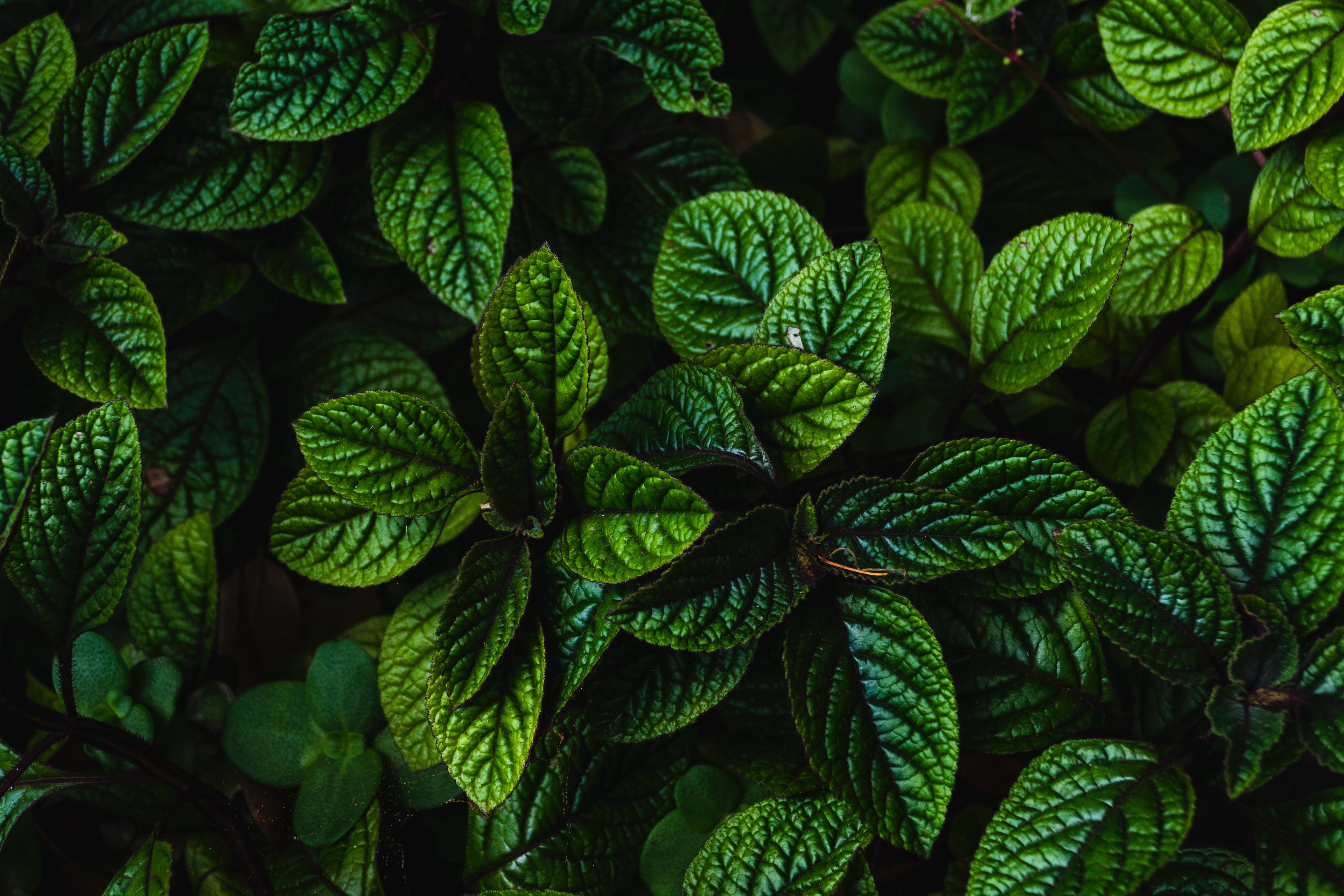 Le thé à la menthe