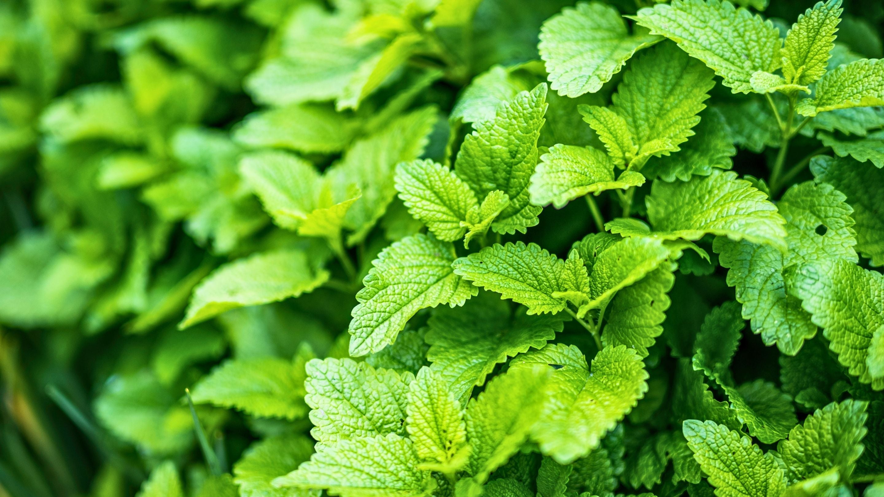Thés à la Menthe
