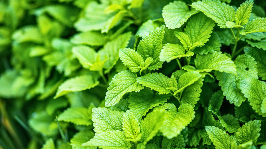 Thés à la Menthe