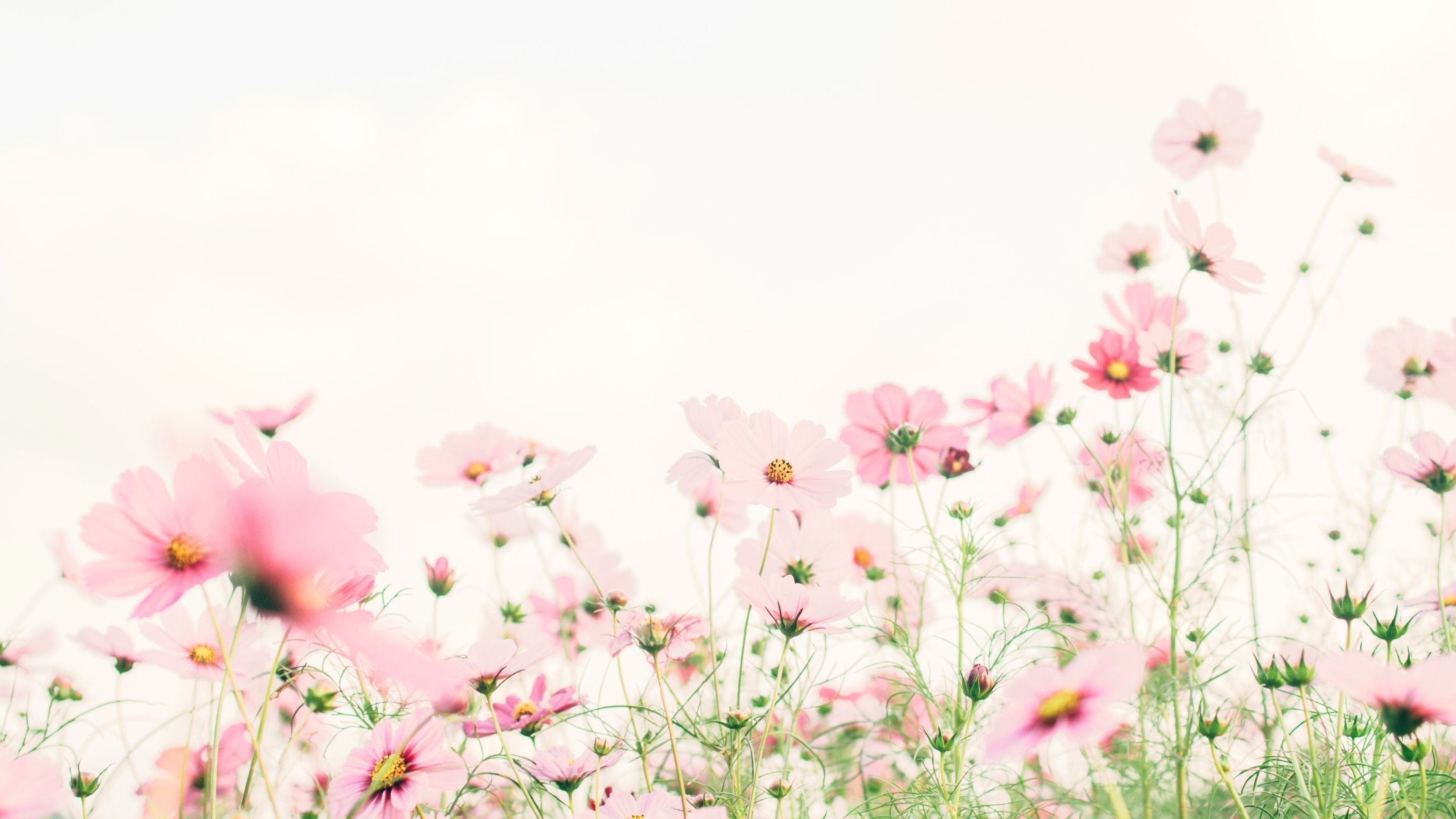 Thés aux Fleurs