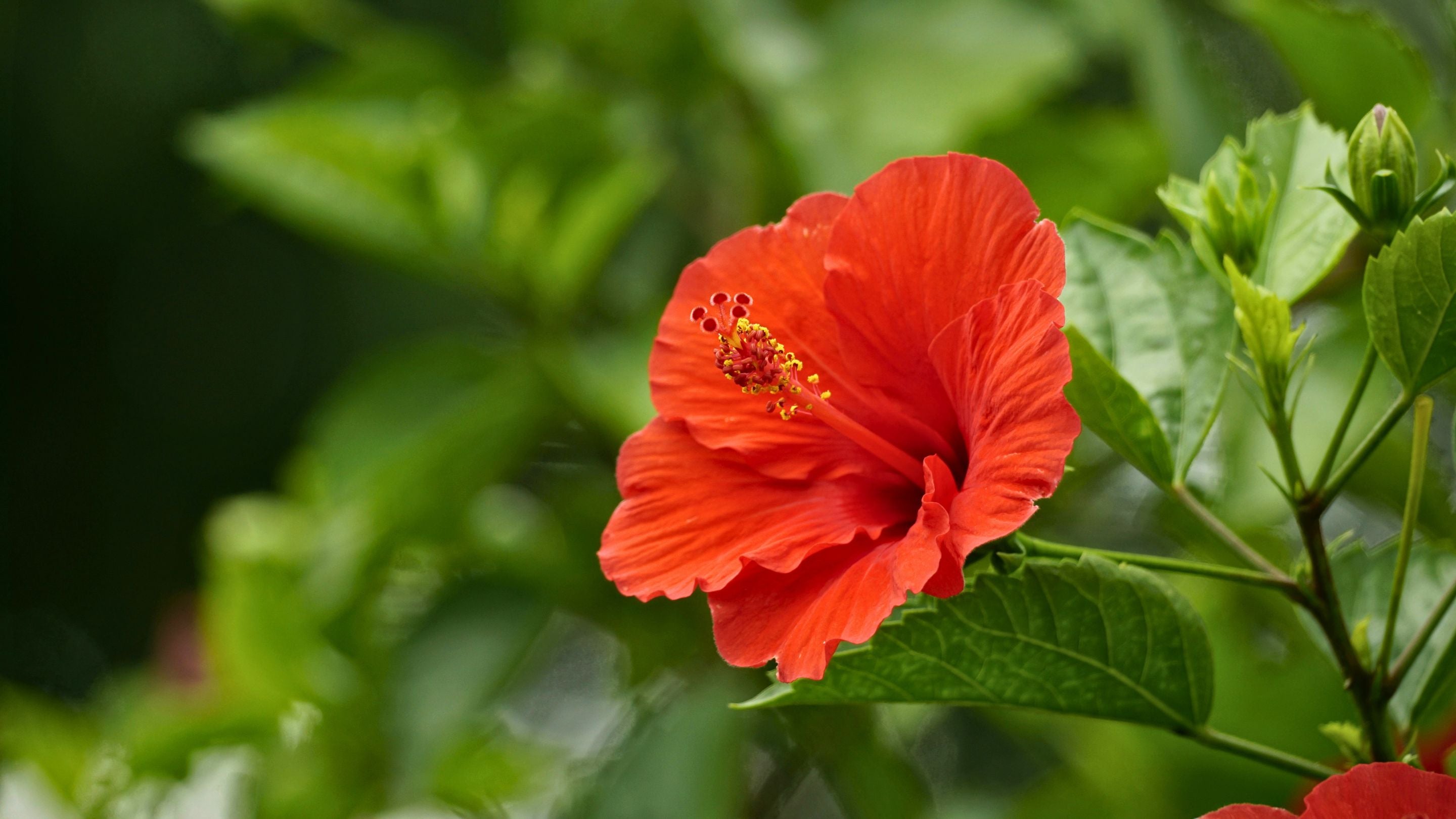 Infusions à l'Hibiscus