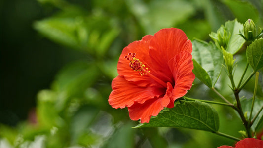 Infusions à l'Hibiscus
