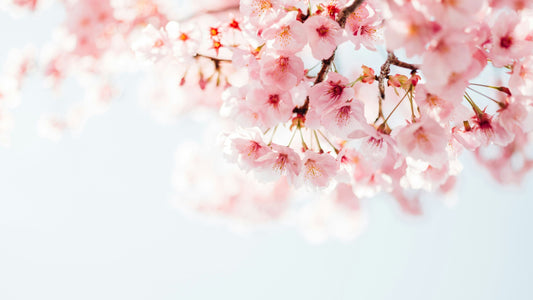 Infusions aux Fleurs