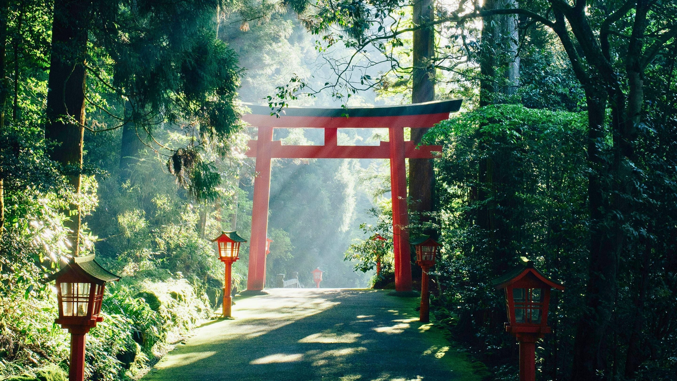 Thés du Japon